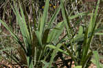 Weak-leaf yucca